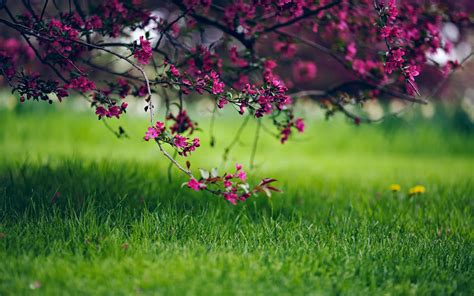 Spring Grass And Flowers Nature Wallpapers 1680x1050 349054