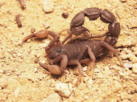 Skorpion-Tiger-Mann: Eigenschaften und persönliche ...