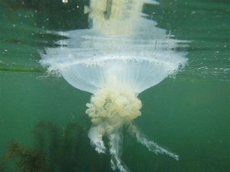 9 Best Images About Jellies In The Salish Sea On Pinterest