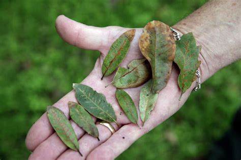 Fatal Oak Tree Disease Resurfaces In Glenville
