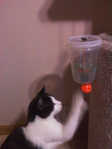 Cat Powered Auto Feeder : 6 Steps (with Pictures) - Instructables
