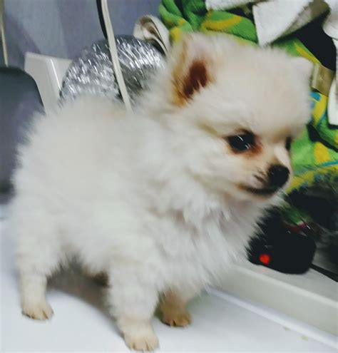 Chinese imperial shih tzu puppy. Pomeranian Puppies For Sale | San Jose, CA #262596
