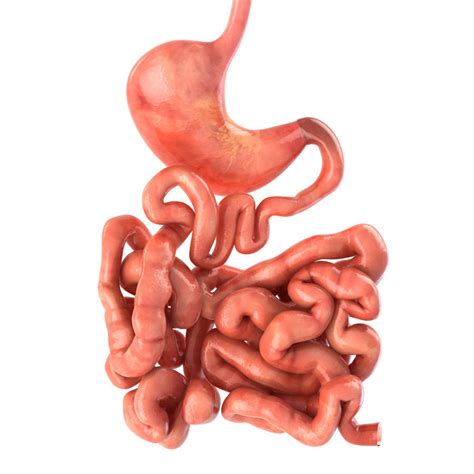3d Model Stomach And Small Intestine Vr Ar Low Poly
