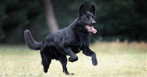 Everything You Need To Know About The Black German Shepherd German