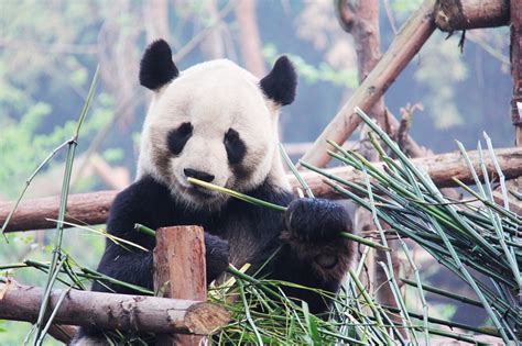 How Exactly Can You Volunteer With Pandas In China