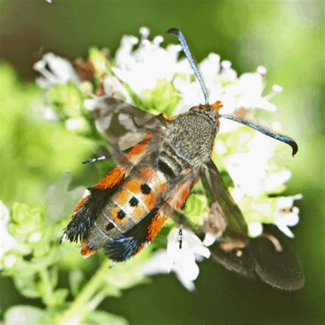 How to get rid of zucchini bugs. How To Prevent, Control And Get Rid Of Squash Vine Borer ...