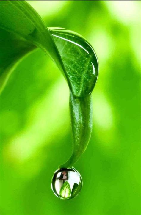 Pin By Dana Dodge On My Favorite Things Green Nature Water Drops