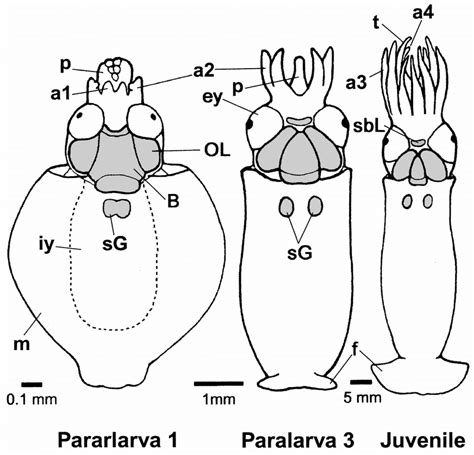 Dorsal View Of Paralarva 1 Paralarva 3 And Juvenile Top Anterior