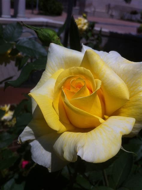 Pin By Slgudiel On Roses With Images Yellow Roses Most Beautiful Flowers Flowers