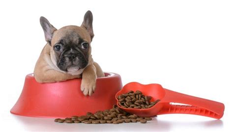 This website is designed and dedicated to the french bulldog. Best Dog Food for French Bulldogs 2020: 7 Vet Recommended ...