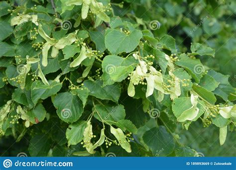Blooming Linden, Lime Tree In Bloom.Blooming Linden, Lime ...