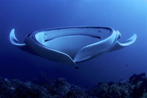 Manta Rays On The Great Barrier Reef Cairns Tours
