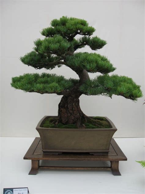 Bonsai trees are miniaturized versions of regular trees. Pine Bonsai Tree Care Guide | Bonsai Tree Gardener