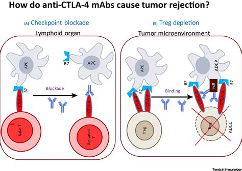 How Does An Anti CTLA 4 Antibody Promote Cancer Immunity Trends In