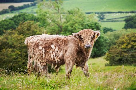 Brown Highland Cow In A Field And View Over The Land Stock Image