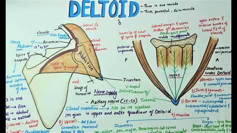 Deltoid Muscle Anatomy Origin Insertion Clinical Anatomy YouTube