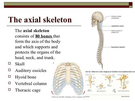 General Osteology Osteology Thoracic Cage Axial Skeleton