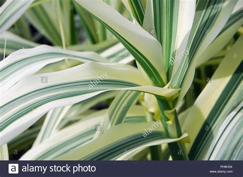 White Green Striped Indoor Chlorophytum Comosum Spider Plant Stock