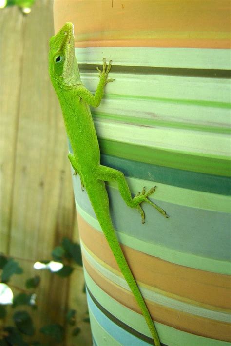 How To Care For A Pet Lizard How To Care Info