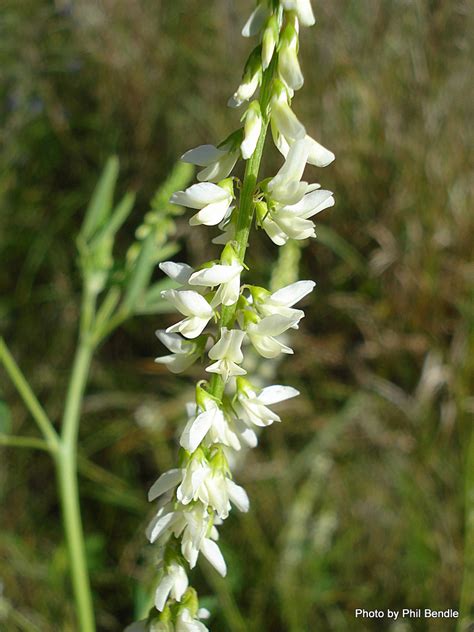 Phil Bendle Collectionmelilotus Albus White Sweet Clover Citscihub