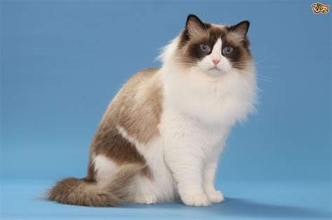 Ragdoll Cat Breed Health And Care Cats Energies