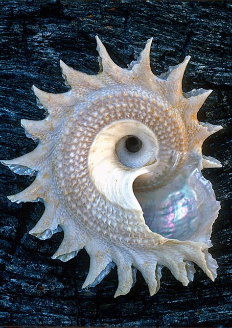Best Photos 2 Share Shells Are Swell Beautiful Examples Of Seashell