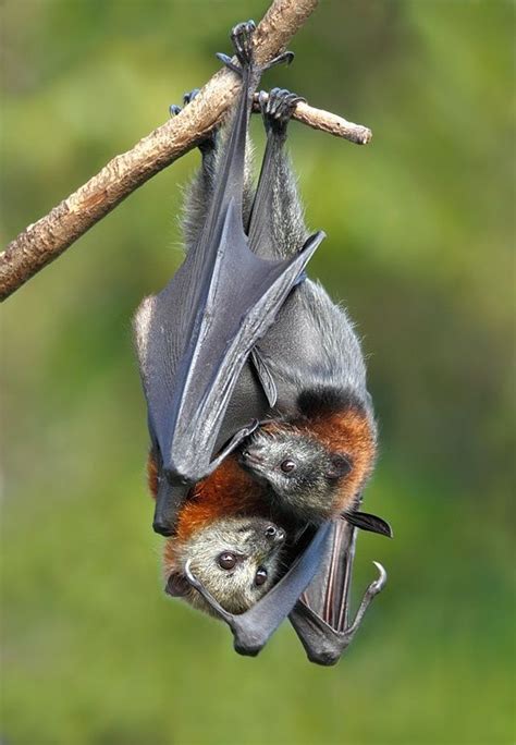 Gray Headed Flying Fox Pteropus Poliocephalus Photo By Ofer Levy