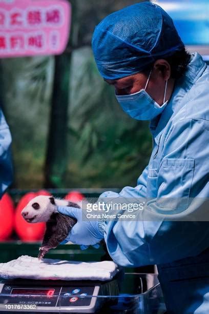 Newborn Giant Pandas Receive Health Check In Guangzhou Photos And