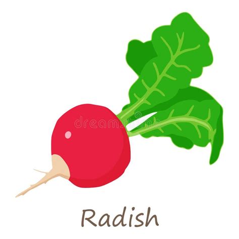 Fresh Radish Icon Isometric Style Stock Vector Illustration Of