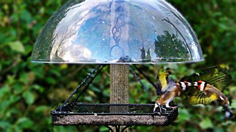 Free delivery for many products! Goldfinch Squabble at The Dome Bird Feeder - YouTube