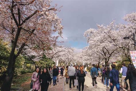 The Best Places To See Cherry Blossoms In Seoul 2022 Seoul Cherry