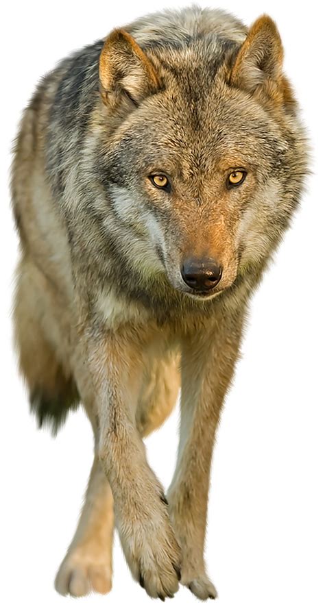 Transparent Background Wolves Png Wolf Png Image Purepng Free