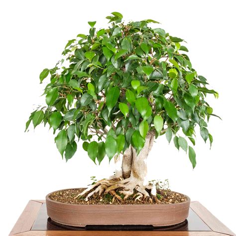 16 Common Bonsai Tree Species To Grow