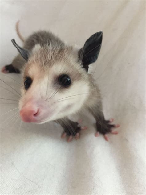 Animals And Pets Funny Animals Cute Animals Marsupial Opossum