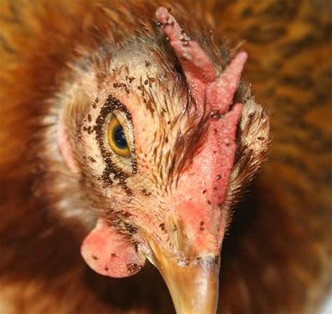 Keeping Chickens Healthy Understanding Parasite Causes And Treatments