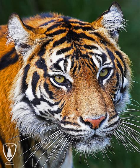 Tigers Head Photograph By Evergreen Photography Pixels