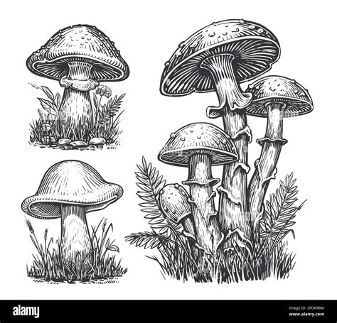 Mushrooms Sketch Set Cep Mushroom Edible Boletus Growing In Autumn
