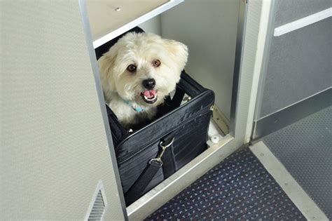 We know they are a support to you; Pets begin flying the friendly skies on some planes