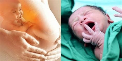 Tahap Perkembangan Bayi Sebelum Dan Selepas Lahir