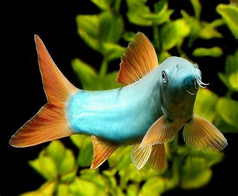 Blue Botia Loach Aquarium Fish For Beginners Fish Freshwater