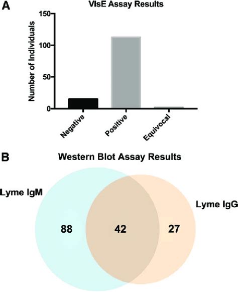 Results Of Vise And Western Blotting Assays For Lyme Disease A In