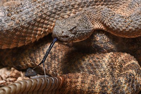 Genetic Regulation Of Rattlesnake Venom Eurekalert