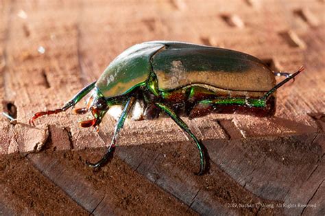 Figeater Beetle Cotinis Mutabilis Figeater Beetle Green Fr Flickr