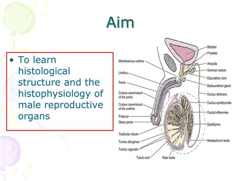 Male Reproductive System Structure