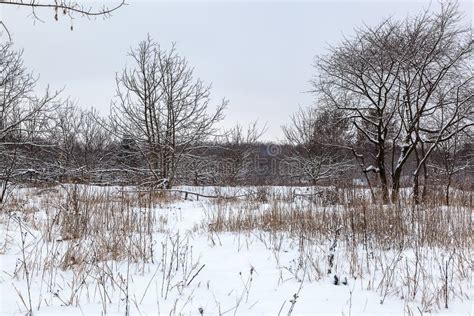 Field And Trees Covered With Snow Stock Photo Image Of Landscape