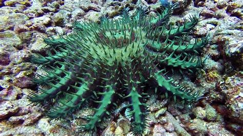 Crown Of Thorns Starfish On The Move In Lanai Hawaii Youtube