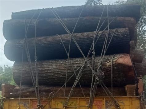 20 Feet Mahogany Wood Logs For Furniture At Rs 11000cubic Meter In Malappuram Id 23751500355