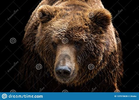 Front View Of Brown Bear Isolated On Black Background Portrait Of