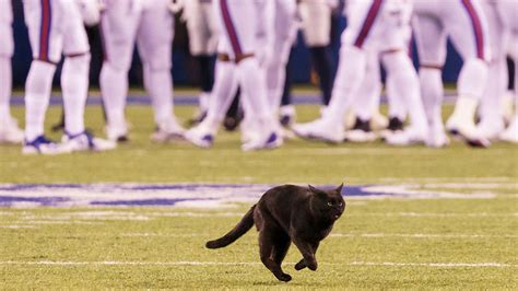 The Black Cat From Monday Nights Cowboys Giants Game Is The Newest
