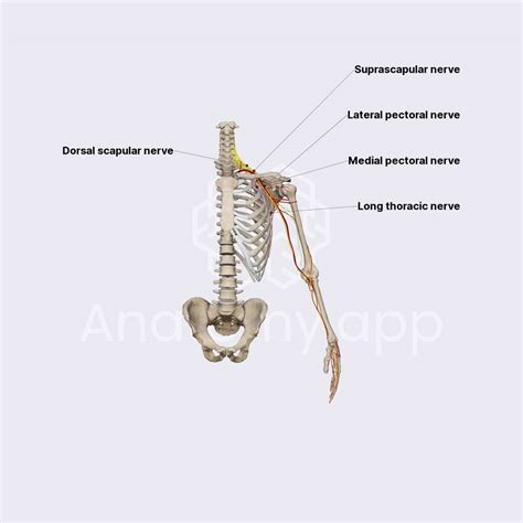 Supraclavicular Part Of Brachial Plexus Innervation Of The Upper Limb